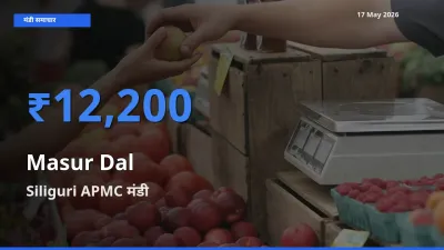 Siliguri APMC में मसूर दाल का आज सबसे ऊँचा भाव