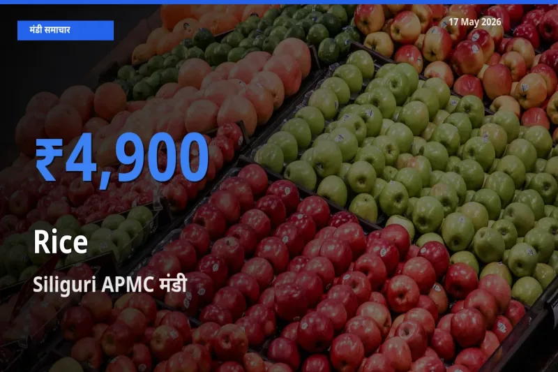 Siliguri APMC मंडी में आज चावल के सबसे ऊँचे दाम दर्ज