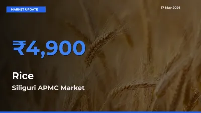 Siliguri APMC Emerges as Top Mandi for Rice Prices Today