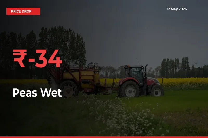 Peas Wet Prices Drop 33.62% – May 17 Market Update from Mandis