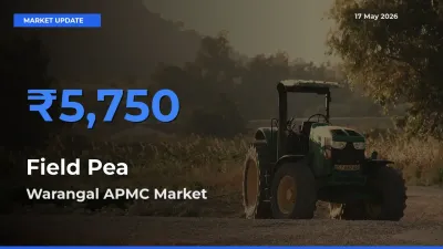 Warangal APMC Offers ₹5,750 – Highest Field Pea Rate Today