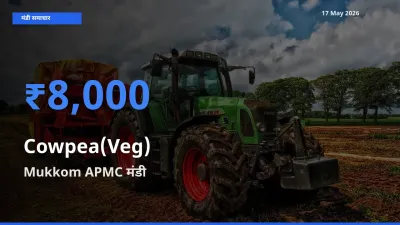 Mukkom APMC मंडी में आज लोबिया फली के सबसे ऊँचे दाम दर्ज