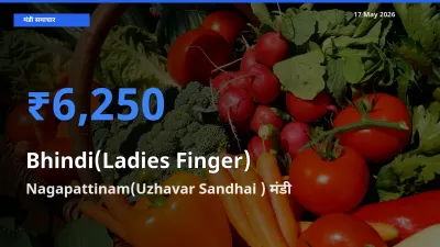 17 May अपडेट: भिंडी के सबसे ऊँचे दाम Nagapattinam(Uzhavar Sandhai ) मंडी में