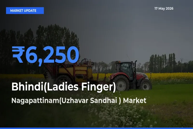 Nagapattinam(Uzhavar Sandhai ) Offers ₹6,250 – Highest Bhindi(Ladies Finger) Rate Today