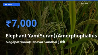 Nagapattinam(Uzhavar Sandhai ) मंडी में आज जिमीकंद (सूरन) के सबसे ऊँचे दाम दर्ज