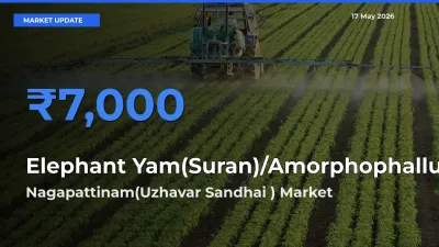 Farmers Prefer Nagapattinam(Uzhavar Sandhai ) as Elephant Yam(Suran)/Amorphophallus Hits Highest Rate