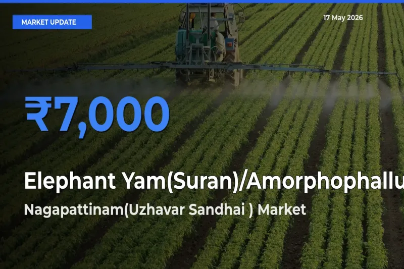 Farmers Prefer Nagapattinam(Uzhavar Sandhai ) as Elephant Yam(Suran)/Amorphophallus Hits Highest Rate