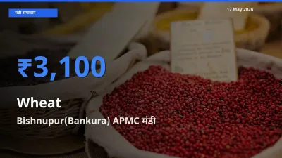 बाज़ार संकेत: Bishnupur(Bankura) APMC बना गेहूँ के लिए आज की टॉप मंडी