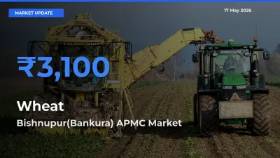 Bishnupur(Bankura) APMC Leads as Top Mandi for Wheat Prices