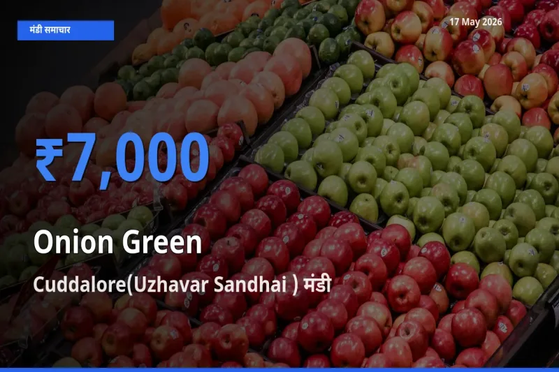 आज प्याज हरा के सबसे ऊँचे दाम ₹7,000 Cuddalore(Uzhavar Sandhai ) मंडी में