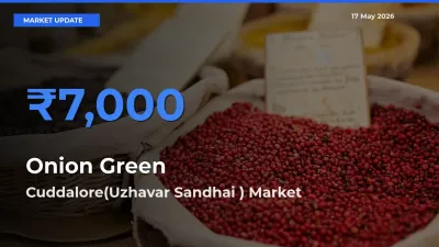 Farmers Prefer Cuddalore(Uzhavar Sandhai ) as Onion Green Hits Highest Rate
