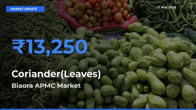 Biaora APMC Tops Coriander(Leaves) Mandi Rates Today
