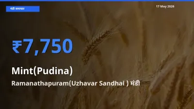 बाज़ार संकेत: Ramanathapuram(Uzhavar Sandhai ) बना पुदीना के लिए आज की टॉप मंडी