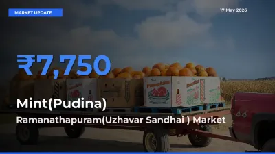 Farmers Prefer Ramanathapuram(Uzhavar Sandhai ) as Mint(Pudina) Hits Highest Rate