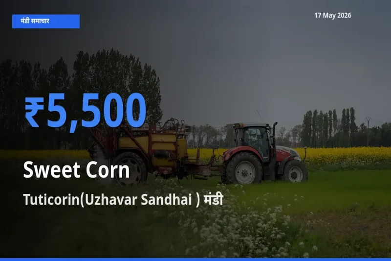 17 May अपडेट: स्वीट कॉर्न के सबसे ऊँचे दाम Tuticorin(Uzhavar Sandhai ) मंडी में