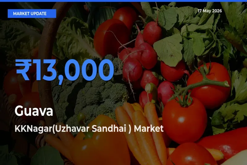 KKNagar(Uzhavar Sandhai ) Emerges as Top Mandi for Guava Prices Today