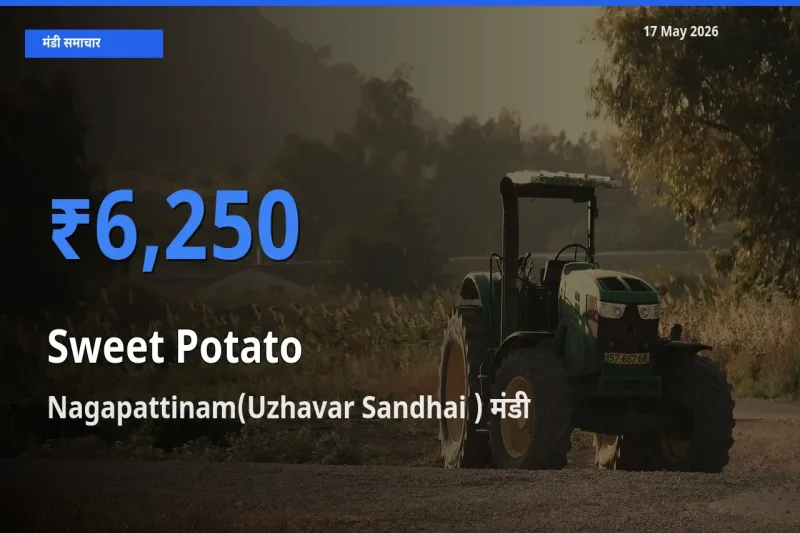 आज का मंडी भाव: शकरकंद के सबसे ज़्यादा दाम Nagapattinam(Uzhavar Sandhai ) में