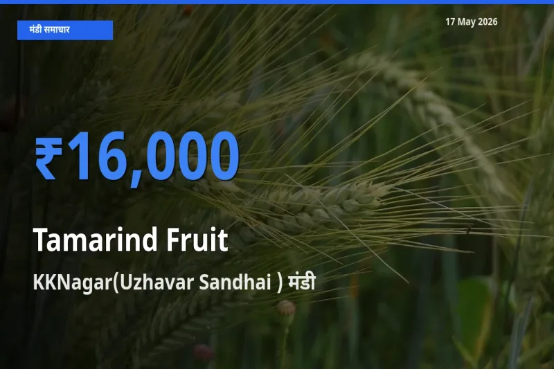KKNagar(Uzhavar Sandhai ) में इमली का फल का आज सबसे ऊँचा भाव