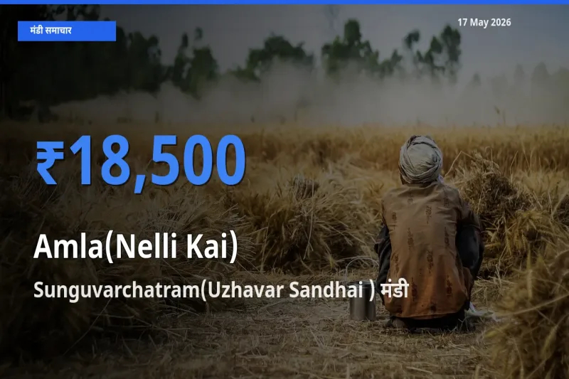 Sunguvarchatram(Uzhavar Sandhai ) मंडी में आंवला ₹18,500 पर पहुँचा – आज का सर्वोच्च भाव