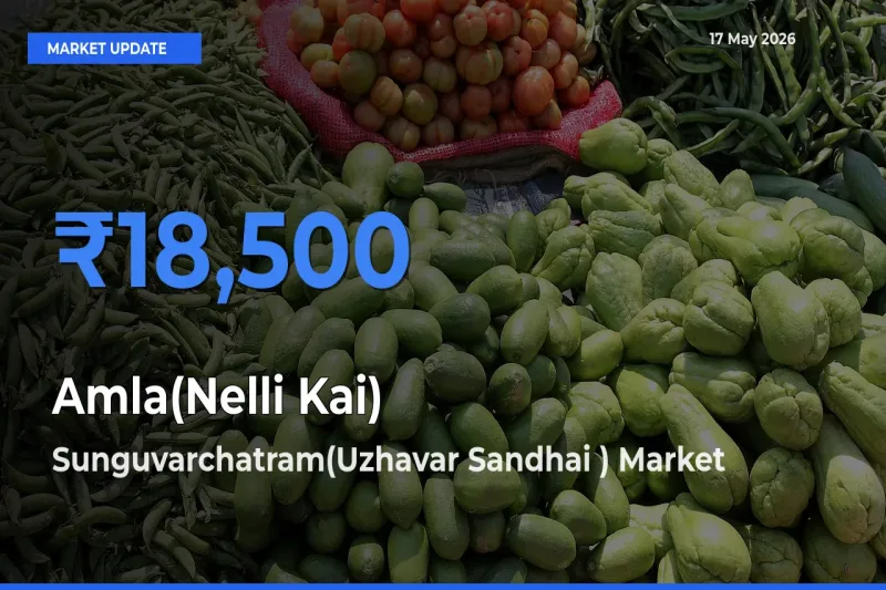 Sunguvarchatram(Uzhavar Sandhai ) Offers ₹18,500 – Highest Amla(Nelli Kai) Rate Today