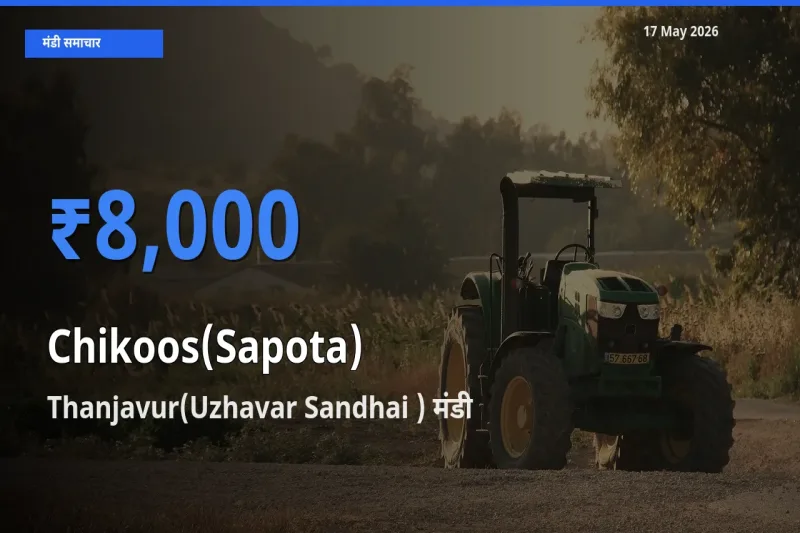 किसानों की पसंद बना Thanjavur(Uzhavar Sandhai ), चीकू के सबसे अच्छे दाम