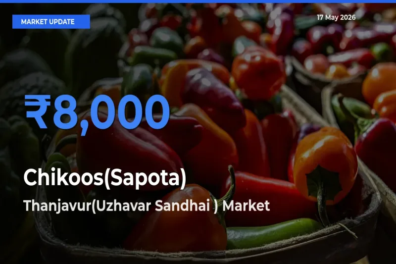 Chikoos(Sapota) Mandi Rate Today: Thanjavur(Uzhavar Sandhai ) Tops the List