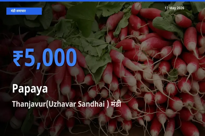 किसानों की पसंद बना Thanjavur(Uzhavar Sandhai ), पपीता के सबसे अच्छे दाम