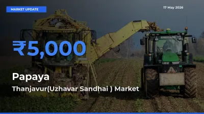 Top Performer! Thanjavur(Uzhavar Sandhai ) Offers Best Papaya Price Today