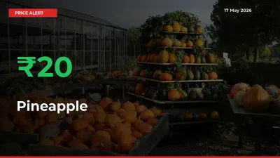 Pineapple Prices Rise 20.43% in a Day at Major Mandis