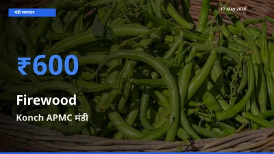 आज का मंडी भाव: जलावन लकड़ी के सबसे ज़्यादा दाम Konch APMC में