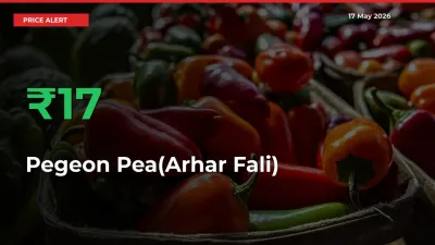 Why Pegeon Pea(Arhar Fali) Prices Rose 16.94% in a Day at Mandis