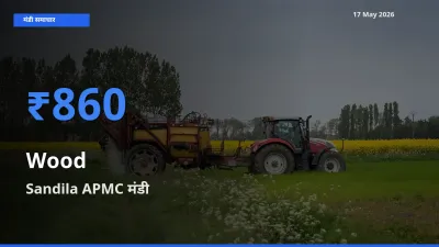 आज लकड़ी के सबसे ज़्यादा दाम Sandila APMC मंडी में दर्ज