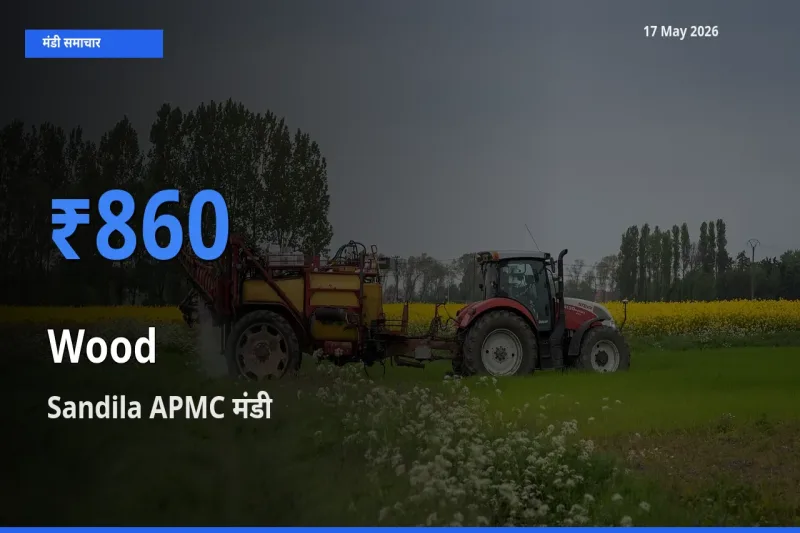 आज लकड़ी के सबसे ज़्यादा दाम Sandila APMC मंडी में दर्ज