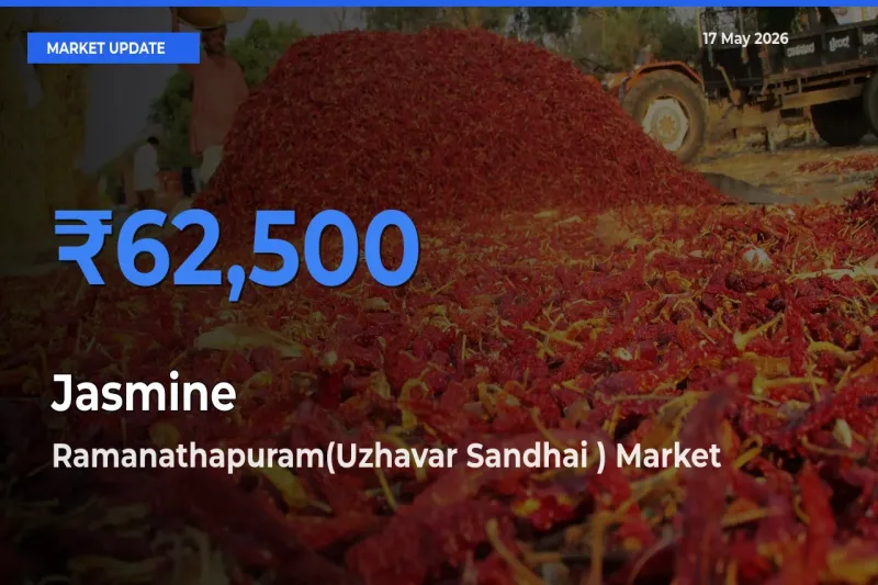 Ramanathapuram(Uzhavar Sandhai ) Leads as Top Mandi for Jasmine Prices