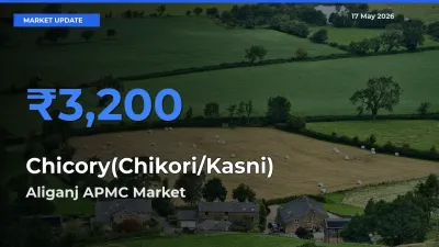 Top Performer! Aliganj APMC Offers Best Chicory(Chikori/Kasni) Price Today