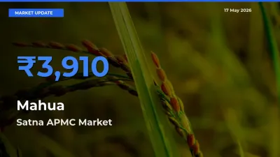 Satna APMC Offers ₹3,910 – Highest Mahua Rate Today