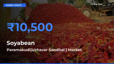 Paramakudi(Uzhavar Sandhai ) Tops Soyabean Mandi Rates Today