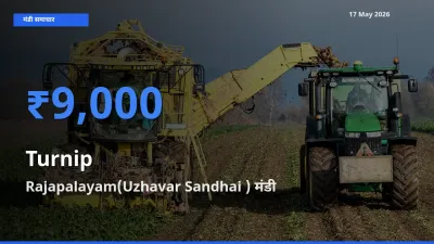 आज का मंडी भाव: शलजम के सबसे ज़्यादा दाम Rajapalayam(Uzhavar Sandhai ) में