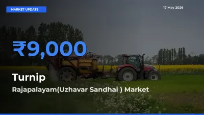 Rajapalayam(Uzhavar Sandhai ) Tops Turnip Mandi Rates Today