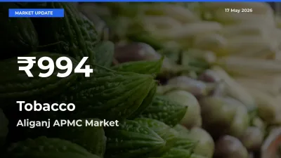 Tobacco Falls to ₹994 in Aliganj APMC – 30-Day Lowest Rate