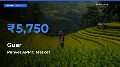 Panvel APMC Leads as Top Mandi for Guar Prices