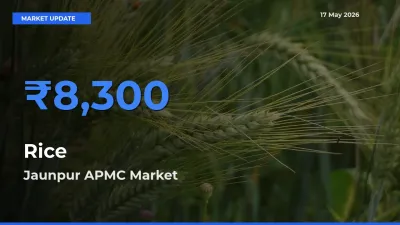 Jaunpur APMC Tops Rice Rates – May 17 Market Update