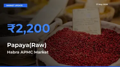 Habra APMC Tops Papaya(Raw) Rates – May 17 Market Update