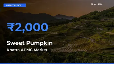 Khatra APMC Tops Sweet Pumpkin Mandi Rates Today