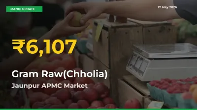 Big Jump in Gram Raw(Chholia) Prices! Jaunpur APMC Records New Peak Today