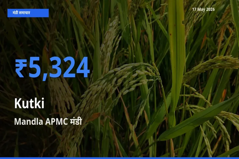 Mandla APMC मंडी में कुटकी ₹5,324 पर पहुँचा – आज का सर्वोच्च भाव