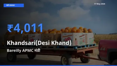 17 May अपडेट: देसी खांड के सबसे ऊँचे दाम Bareilly APMC मंडी में