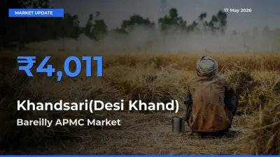 Farmers Prefer Bareilly APMC as Khandsari(Desi Khand) Hits Highest Rate