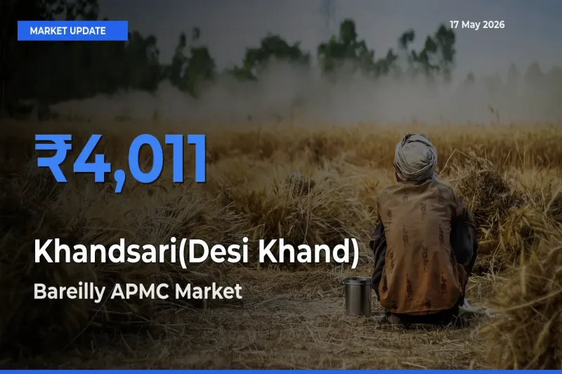 Farmers Prefer Bareilly APMC as Khandsari(Desi Khand) Hits Highest Rate