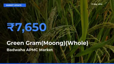 Badwaha APMC Leads as Top Mandi for Green Gram(Moong)(Whole) Prices